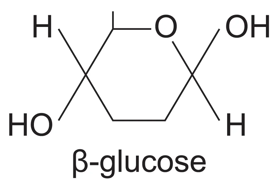 β-glucose ring structure