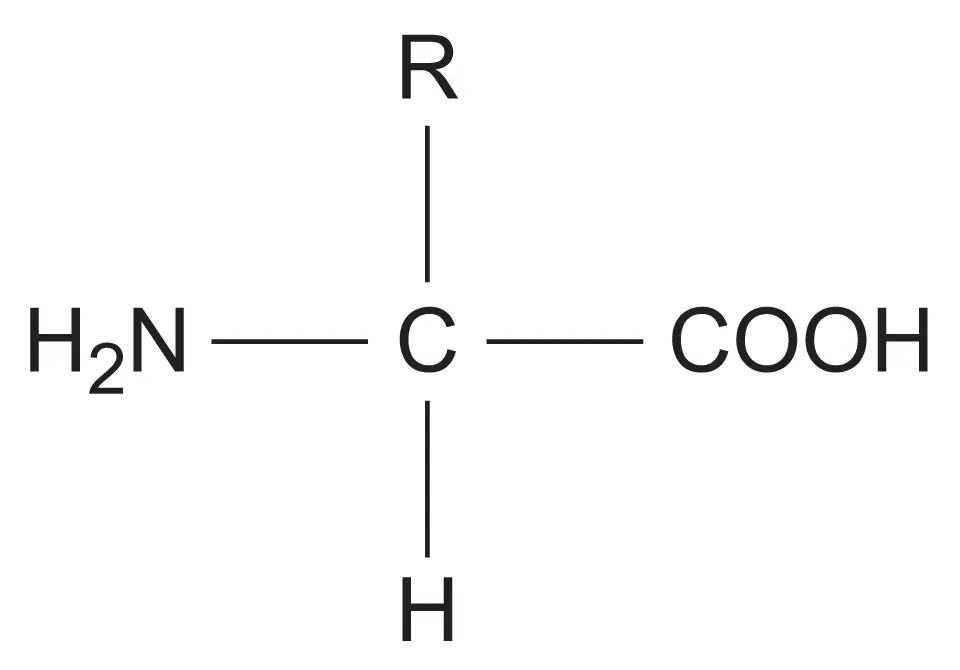 General structure of an amino acid