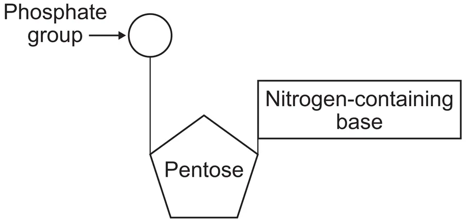Structure of a nucleotide