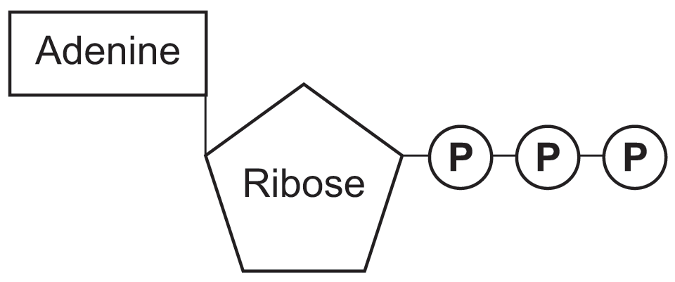 Structure of ATP